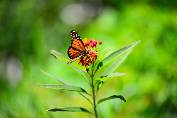 monarch-butterfly-deering-estate