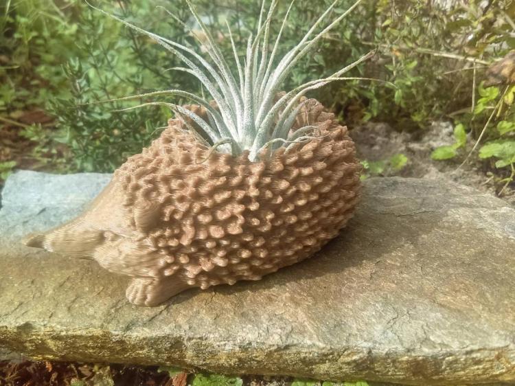 hedgehog