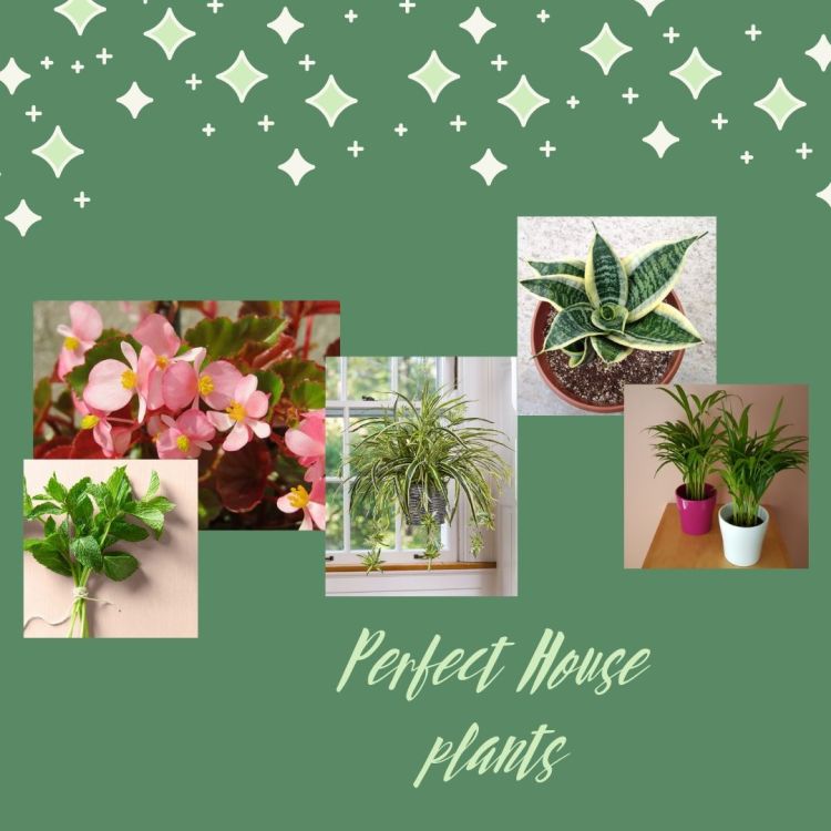 To my Taurus friend,