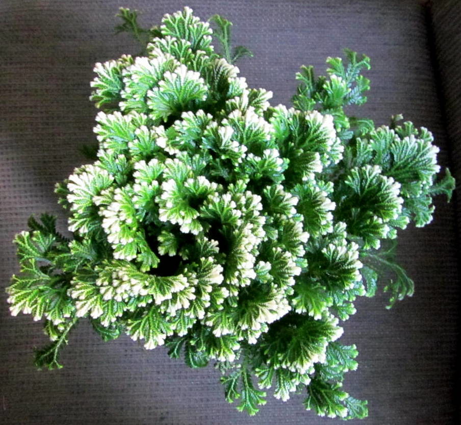 13910540669_049c5e0f2a_b