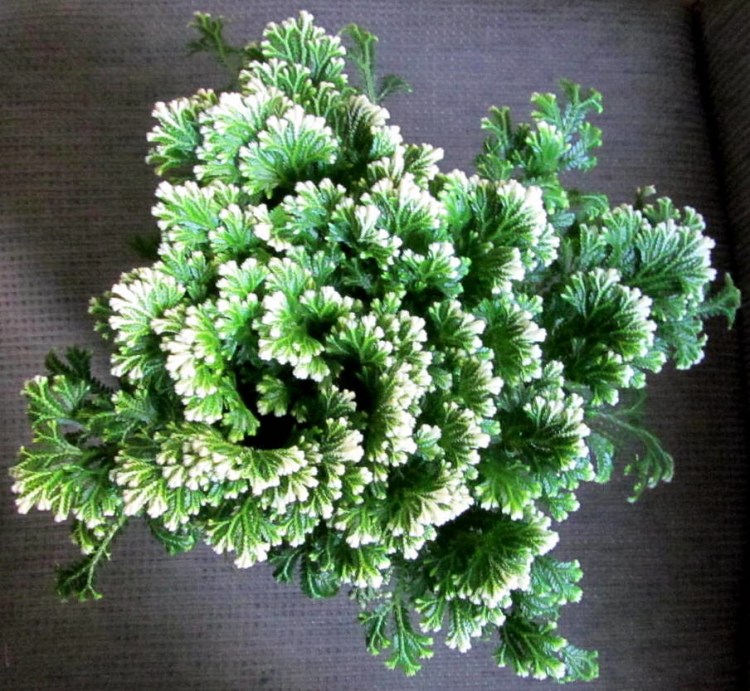 13910540669_049c5e0f2a_b