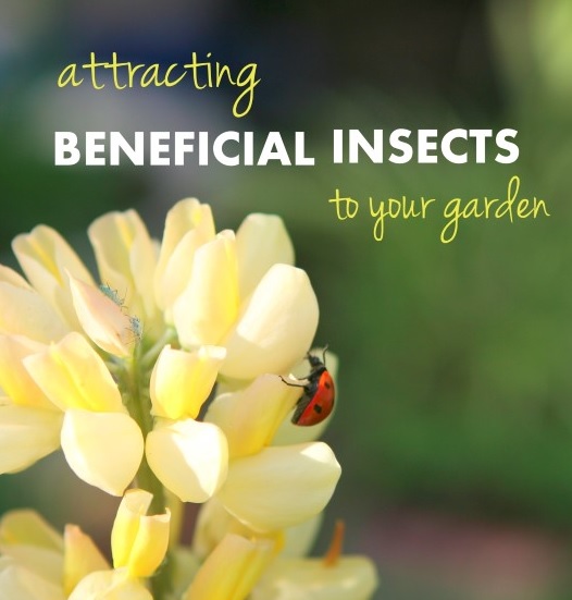 Attract beneficial insects to the Garden – The-Dirty-Hoe.com