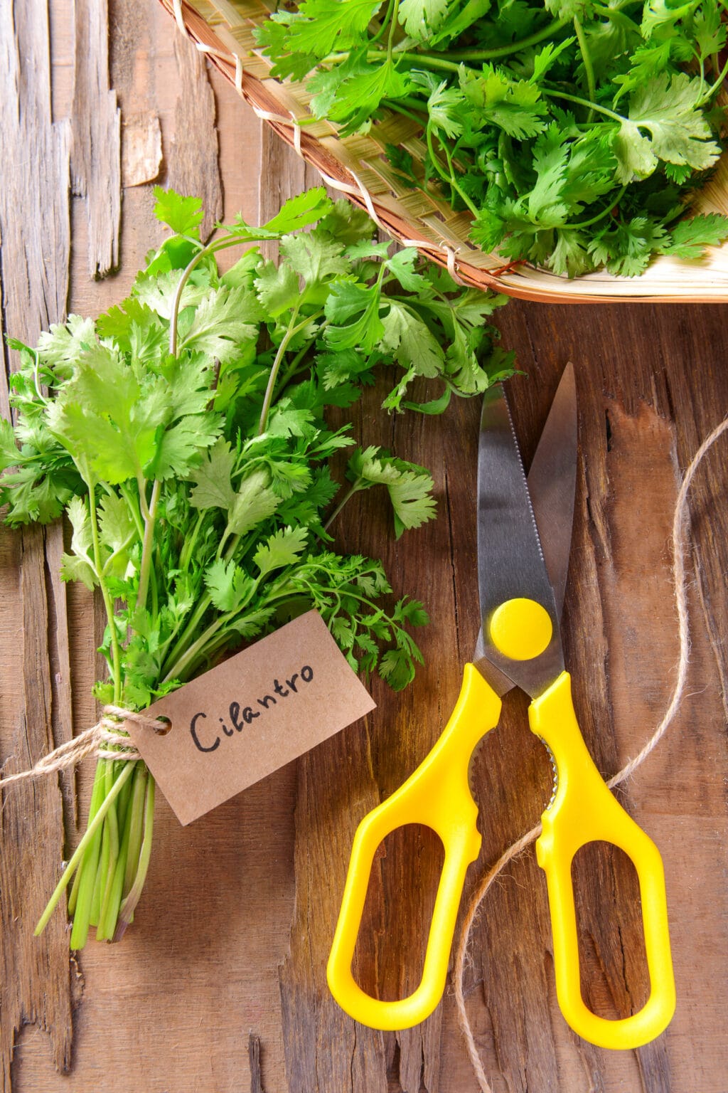 Growing Cilantro: A Comprehensive Guide from Seed to Harvest – The ...